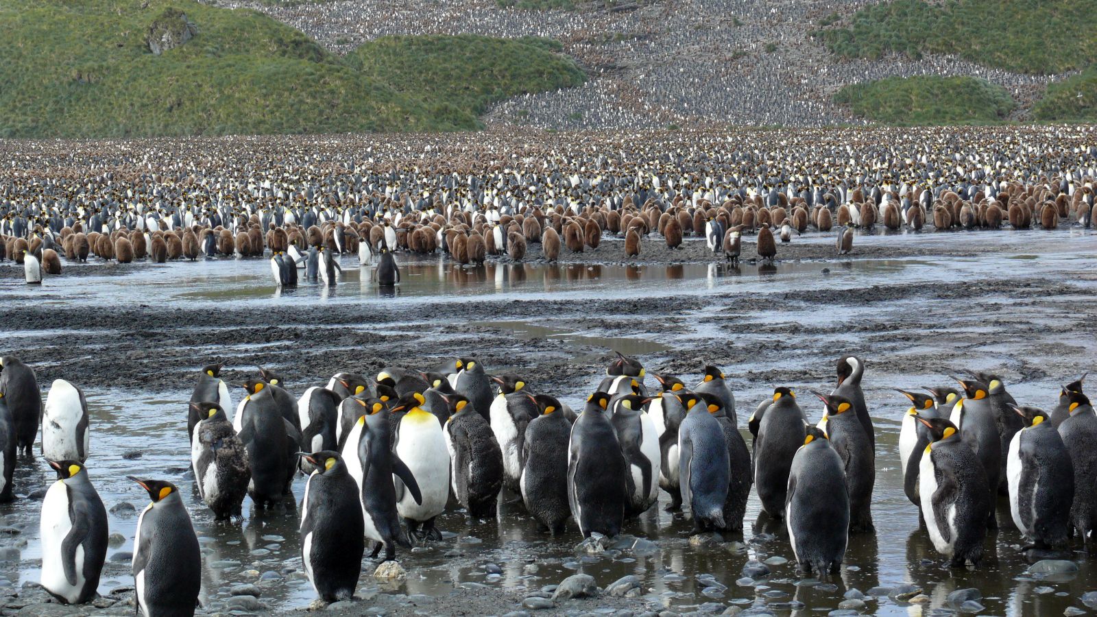 Unzählige, wirklich unmöglich die lieblichen Königs Pinguine zu zählen. Jede Mutter findet ihr Kind, nur fraglich wie, über den Geruch oder die Laute oder?